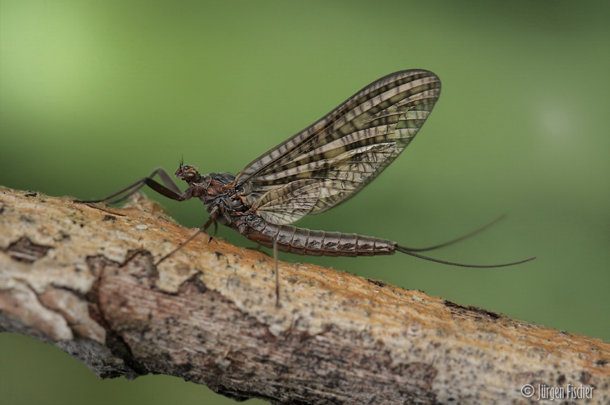 Andere Insekten BUND Naturschutz in Bayern e.V.