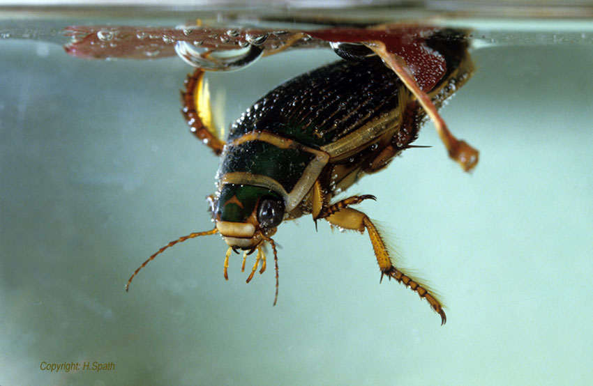 Käfer - BUND Naturschutz in Bayern e.V.