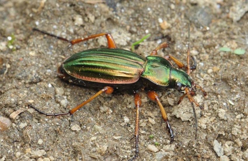 Käfer - BUND Naturschutz in Bayern e.V.