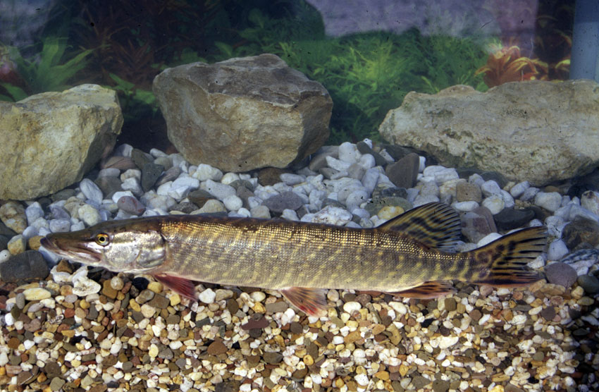 Fische - BUND Naturschutz in Bayern e.V.