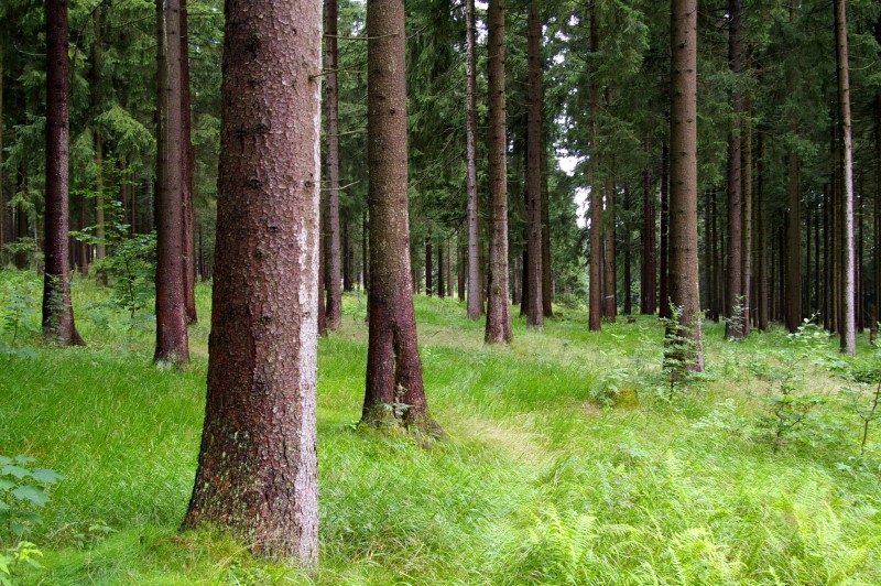 Naturnahe Fichtenwälder BUND Naturschutz in Bayern e.V.