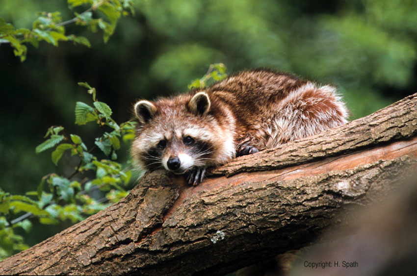 Sonderseite Neozoen - BUND Naturschutz in Bayern e.V.